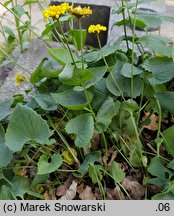 Doronicum columnae (omieg sercowaty)