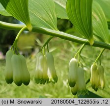 Polygonatum multiflorum (kokoryczka wielokwiatowa)