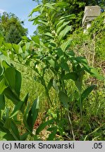 Polygonatum multiflorum (kokoryczka wielokwiatowa)