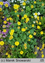 Doronicum columnae (omieg sercowaty)