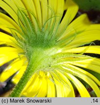 Doronicum columnae (omieg sercowaty)