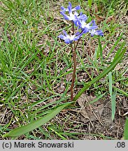 Scilla forbesii (śnieżnik Forbesa)