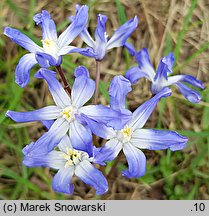 Scilla forbesii (śnieżnik Forbesa)