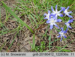 Scilla forbesii (śnieżnik Forbesa)