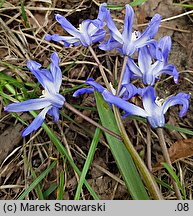 Scilla forbesii (śnieżnik Forbesa)