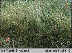 Juncus bufonius (sit dwudzielny)