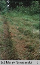 Juncus bufonius (sit dwudzielny)