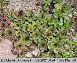 Sempervivum tectorum (rojnik murowy)