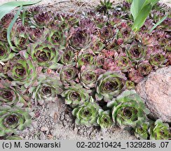 Sempervivum tectorum (rojnik murowy)