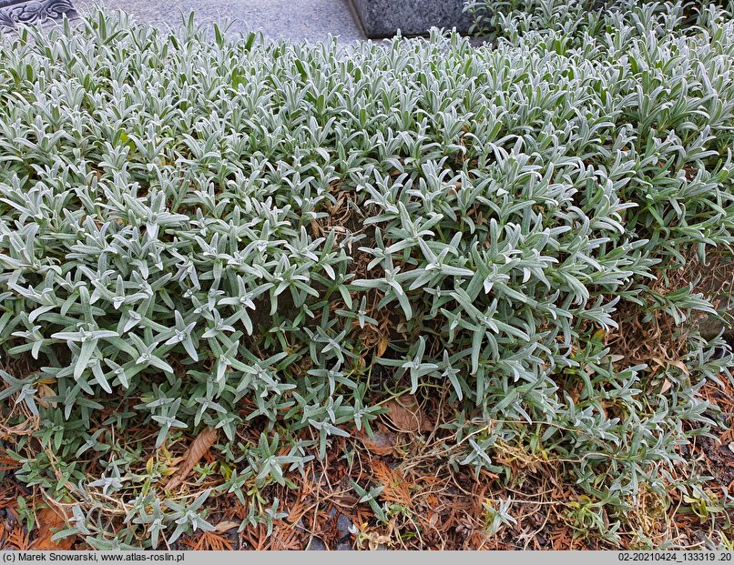 Cerastium tomentosum (rogownica kutnerowata)