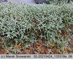 Cerastium tomentosum (rogownica kutnerowata)