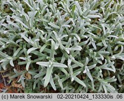 Cerastium tomentosum (rogownica kutnerowata)