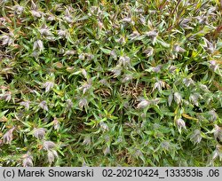 Phlox subulata (floks szydlasty)