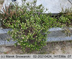 Iberis sempervirens (ubiorek wiecznie zielony)