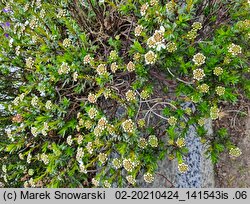 Iberis sempervirens (ubiorek wiecznie zielony)