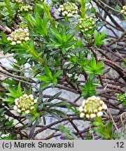 Iberis sempervirens (ubiorek wiecznie zielony)