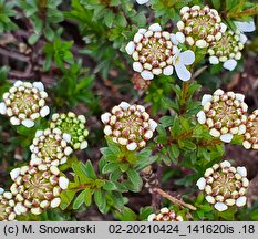 Iberis sempervirens (ubiorek wiecznie zielony)