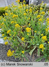 Aurinia saxatilis ssp. saxatilis (smagliczka skalna)