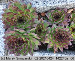 Sempervivum tectorum (rojnik murowy)