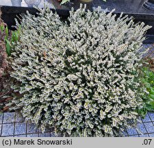 Erica carnea (wrzosiec czerwony)