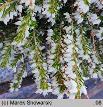 Erica carnea (wrzosiec czerwony)