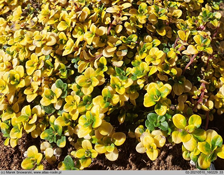 Thymus Doone Valley