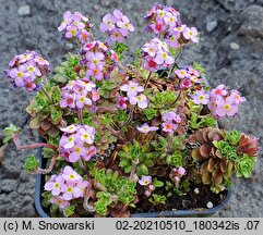 Androsace sempervivoides (naradka rojnikowata)