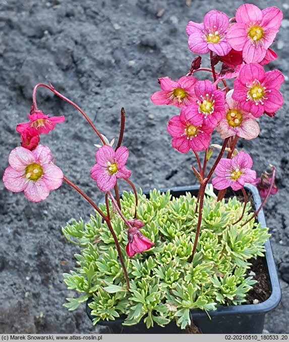 Saxifraga ×arendsii Triumph