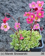 Saxifraga ×arendsii Triumph