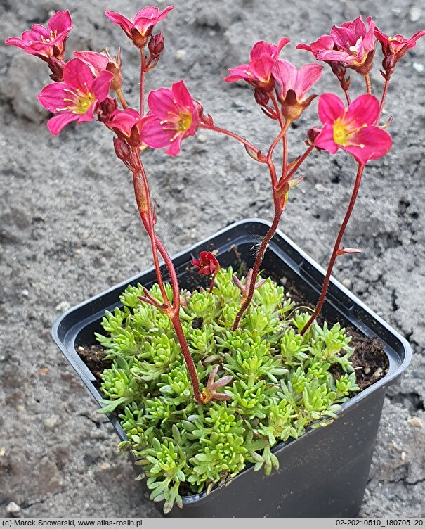 Saxifraga ×arendsii Peter Pan