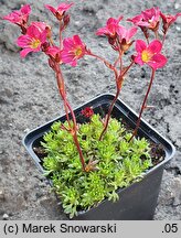 Saxifraga ×arendsii Peter Pan