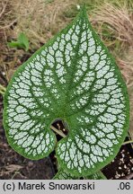 Brunnera macrophylla Sea Heart