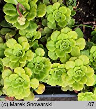 Saxifraga cuneifolia (skalnica klinolistna)