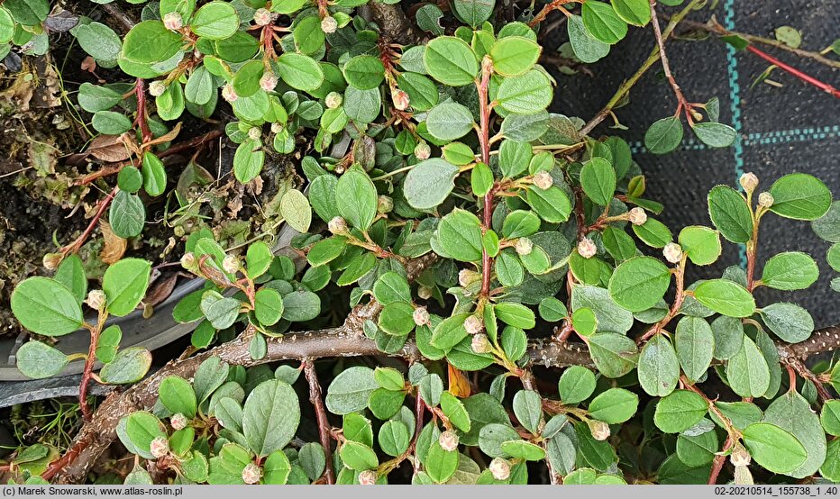 Cotoneaster procumbens Queen of Carpets