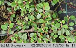 Cotoneaster procumbens Queen of Carpets