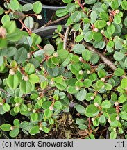 Cotoneaster procumbens Queen of Carpets