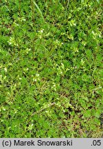 Saxifraga hypnoides (skalnica rokietowa)