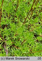 Saxifraga hypnoides (skalnica rokietowa)