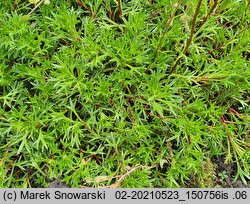 Saxifraga hypnoides (skalnica rokietowa)