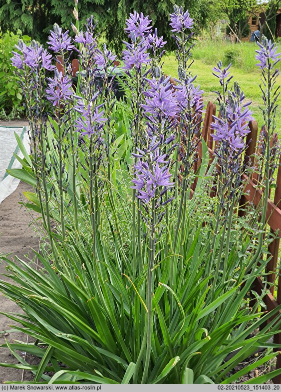 Camassia quamash (kamasja jadalna)