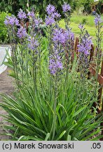 Camassia quamash (kamasja jadalna)