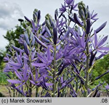 Camassia quamash (kamasja jadalna)