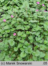 Erodium ×variabile (iglica zmienna)