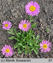 Aster alpinus (aster alpejski)