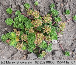 Androsace sempervivoides (naradka rojnikowata)