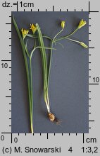 Gagea lutea (złoć żółta)