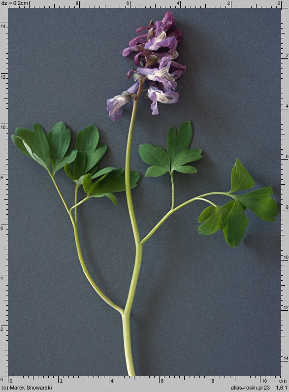 Corydalis cava (kokorycz pusta)