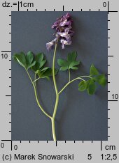 Corydalis cava (kokorycz pusta)