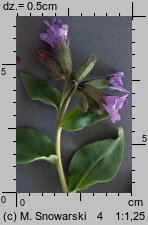 Pulmonaria obscura (miodunka ćma)