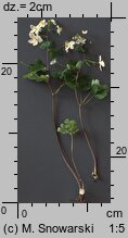 Isopyrum thalictroides (zdrojówka rutewkowata)